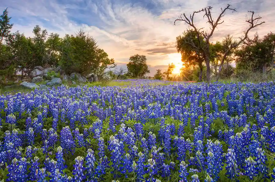 Bluebonnets