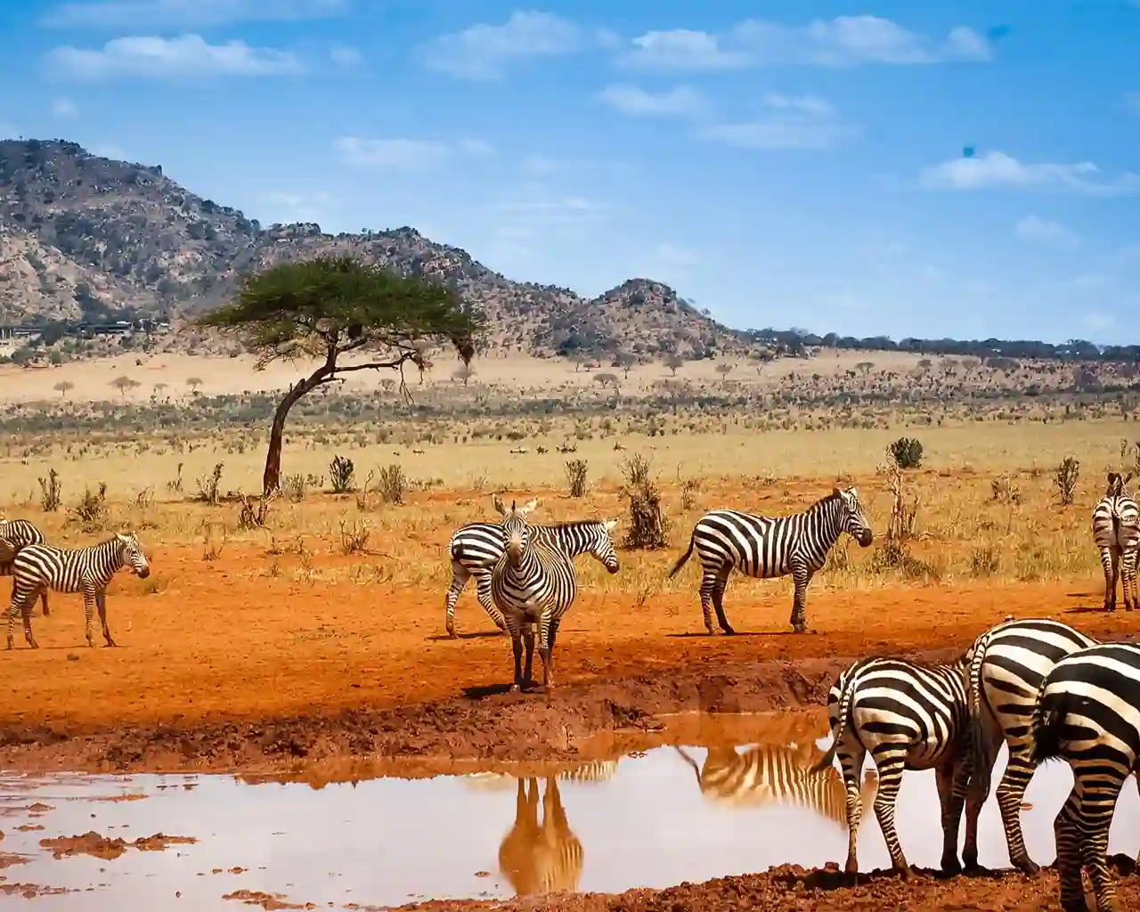 Kenya-safari-zebras-water-blue-sky_1280x1024.webp