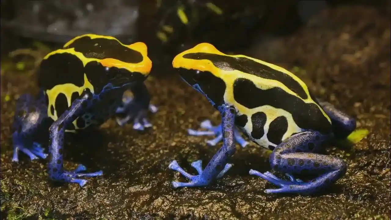 10 Best Wildlife Encounters In Central America 7 See Colorful Poison Dart Frogs in Costa Ricas Rainforests 1
