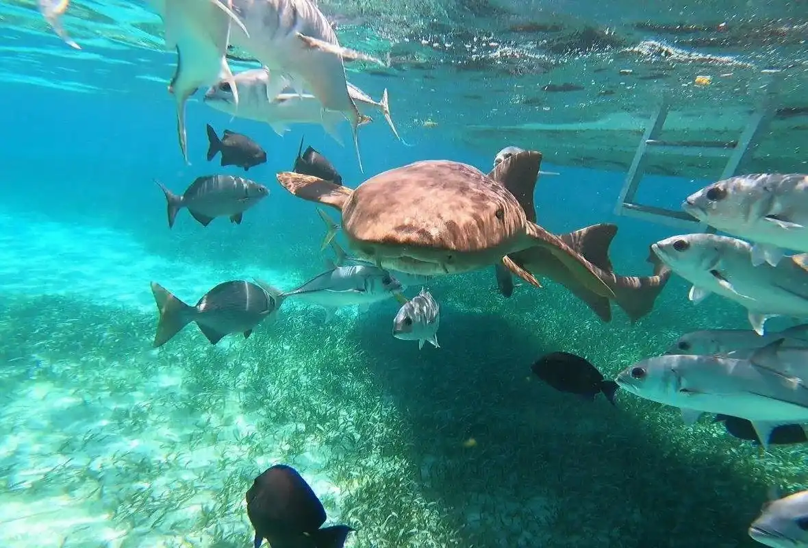 10 Best Wildlife Encounters In Central America 5 Snorkel With Sharks and Rays in Hol Chan Marine Reserve 1