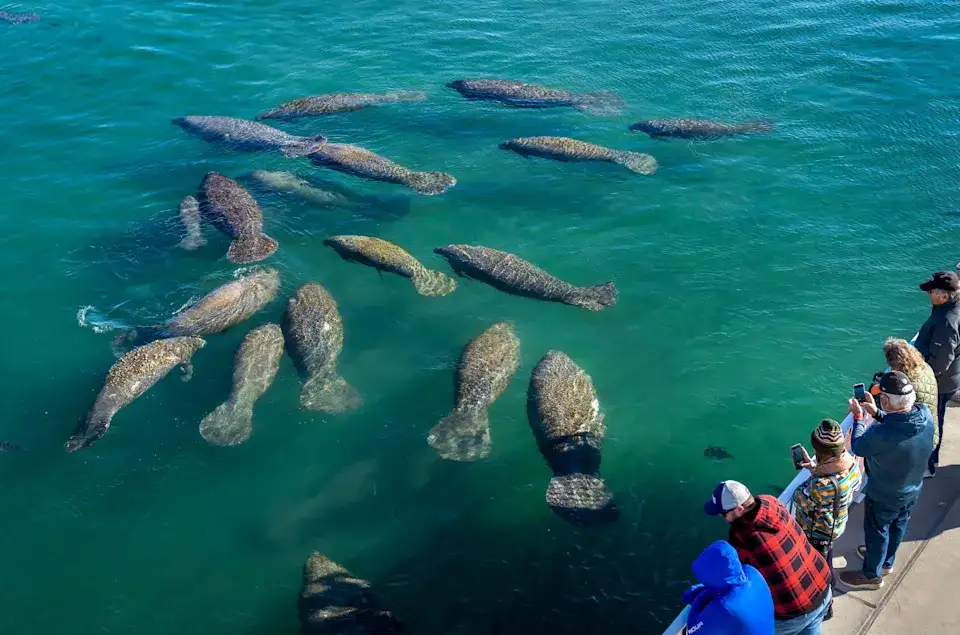 10 Best Wildlife Encounters In Central America 9 Spot Manatees and Dolphins in Coastal Wetlands 1