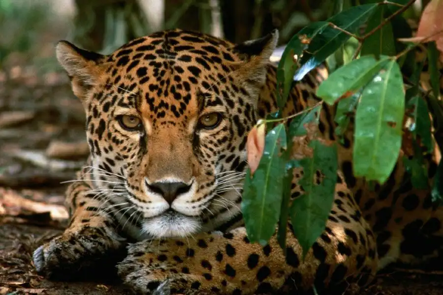 10 Best Wildlife Encounters In Central America 3 Tour the Jaguars in Corcovado National Park