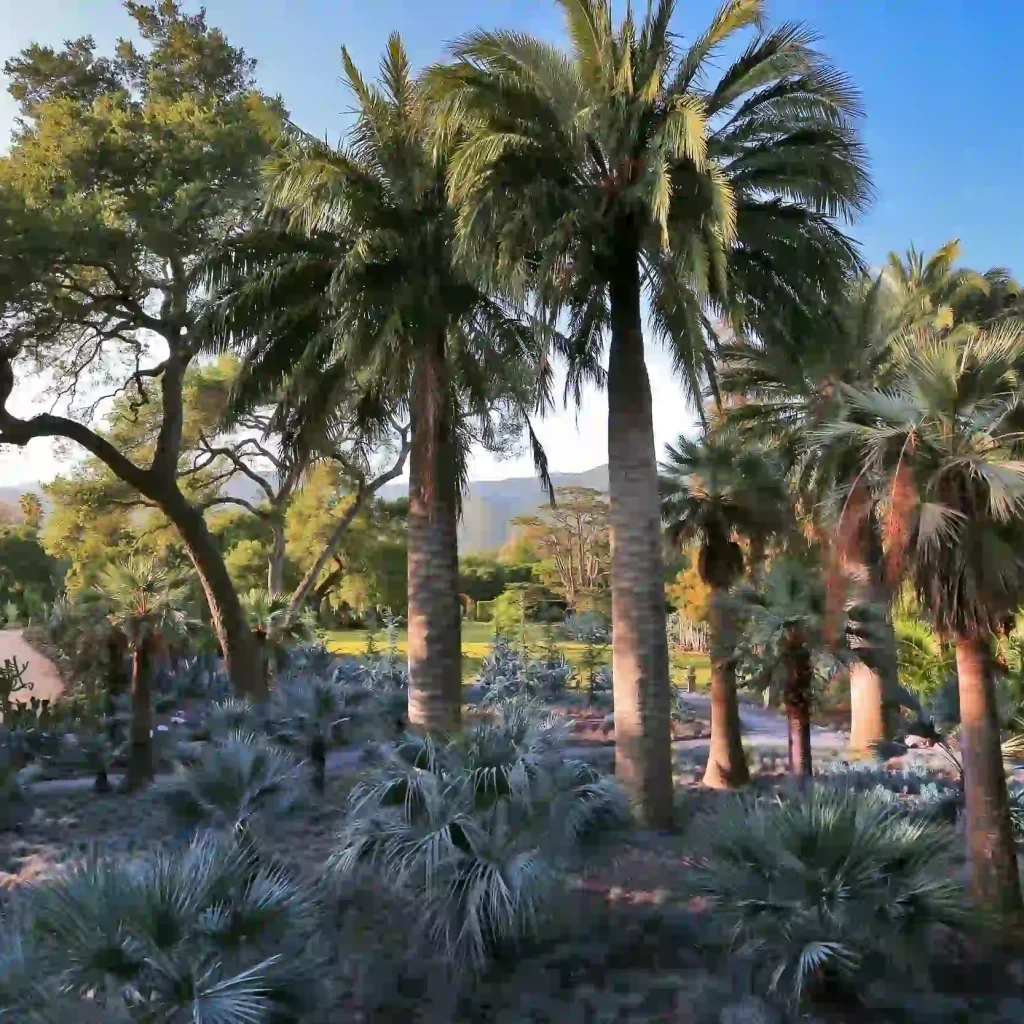 10 Most Romantic and Fun Things to Do in Tucson for Couples 2 Tucson Botanical Gardens