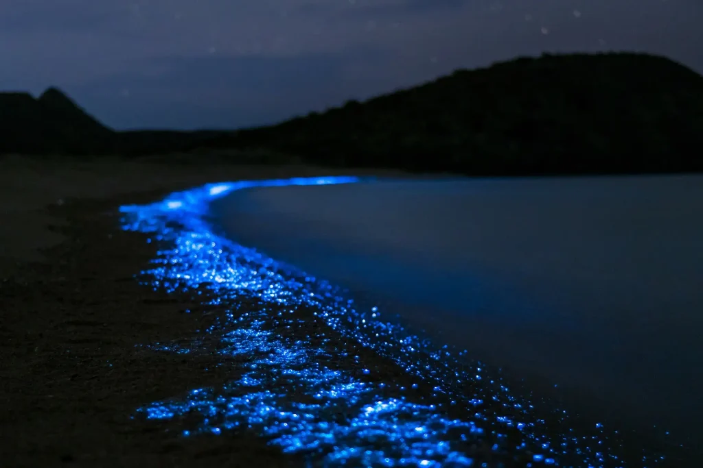 Top 10 Once in A Lifetime Things to Do in Los Angeles 8 Bioluminescence at the Beach