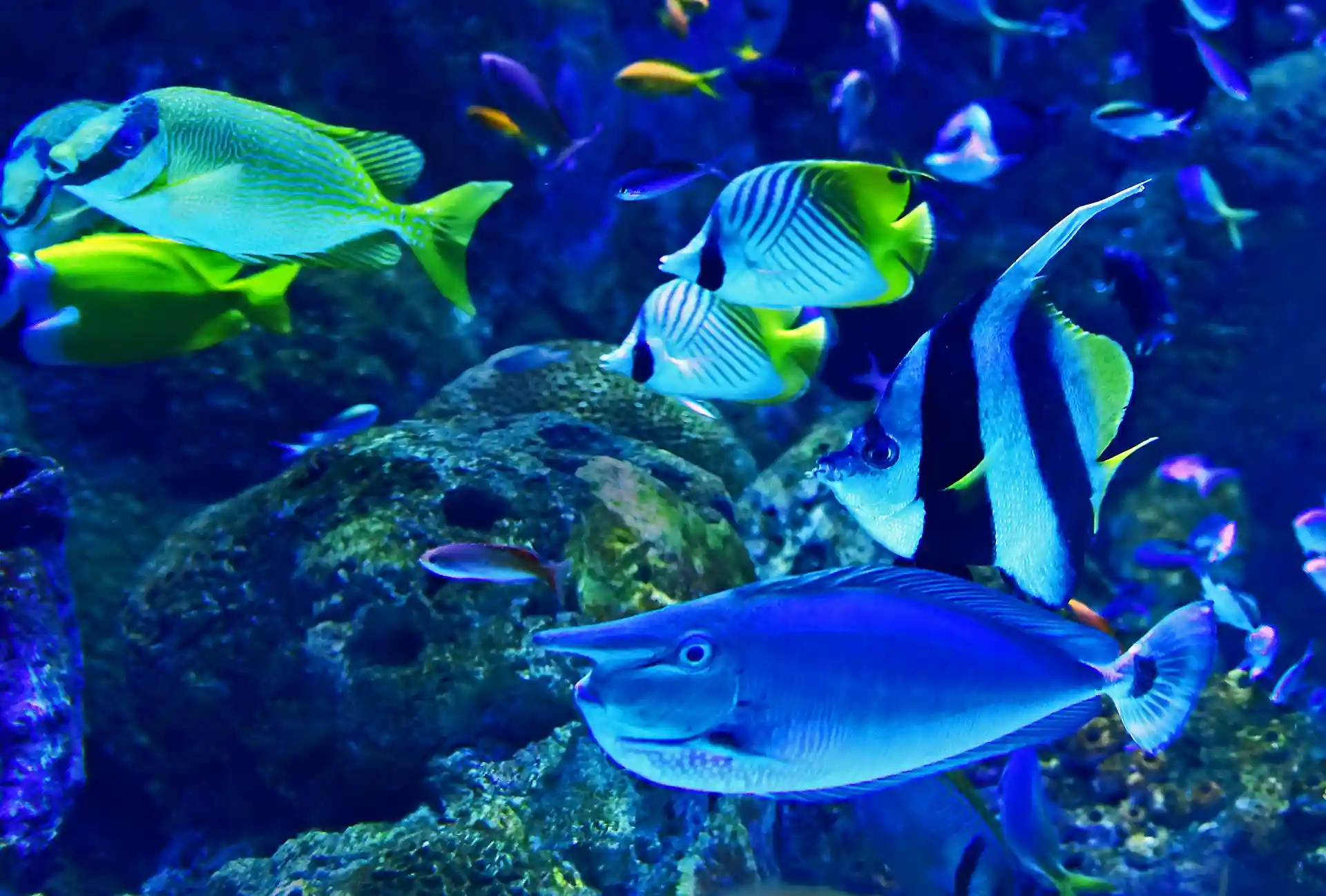 15 Super-Exciting Things to Do in Myrtle Beach with Kids 7 Ripley’s Aquarium of Myrtle Beach