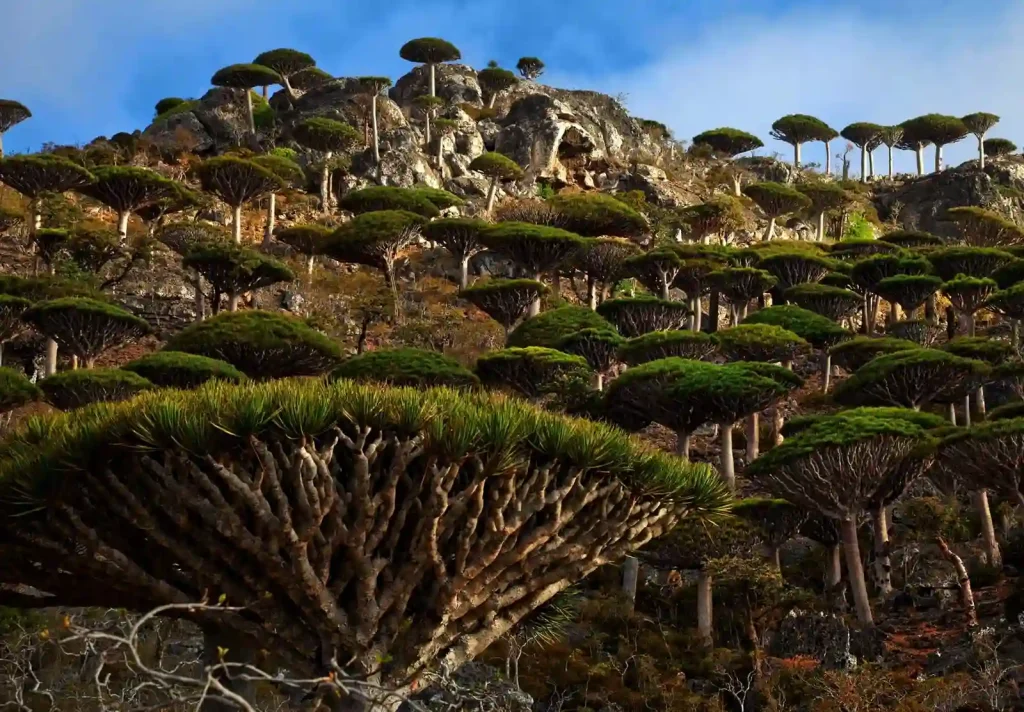 Socotra Island, Yemen