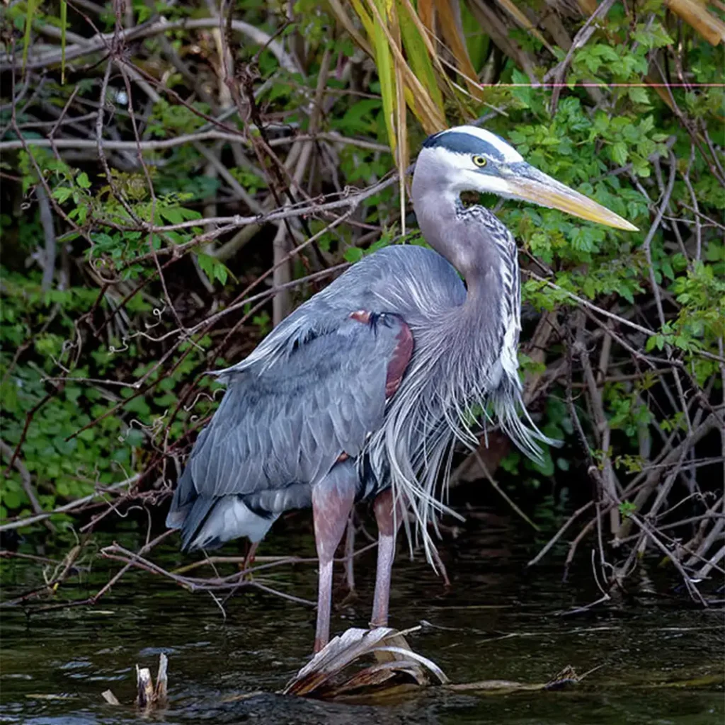 12 Free Things to Do in Hilton Head Island in 2024 5 Audubon Newhall Preserve