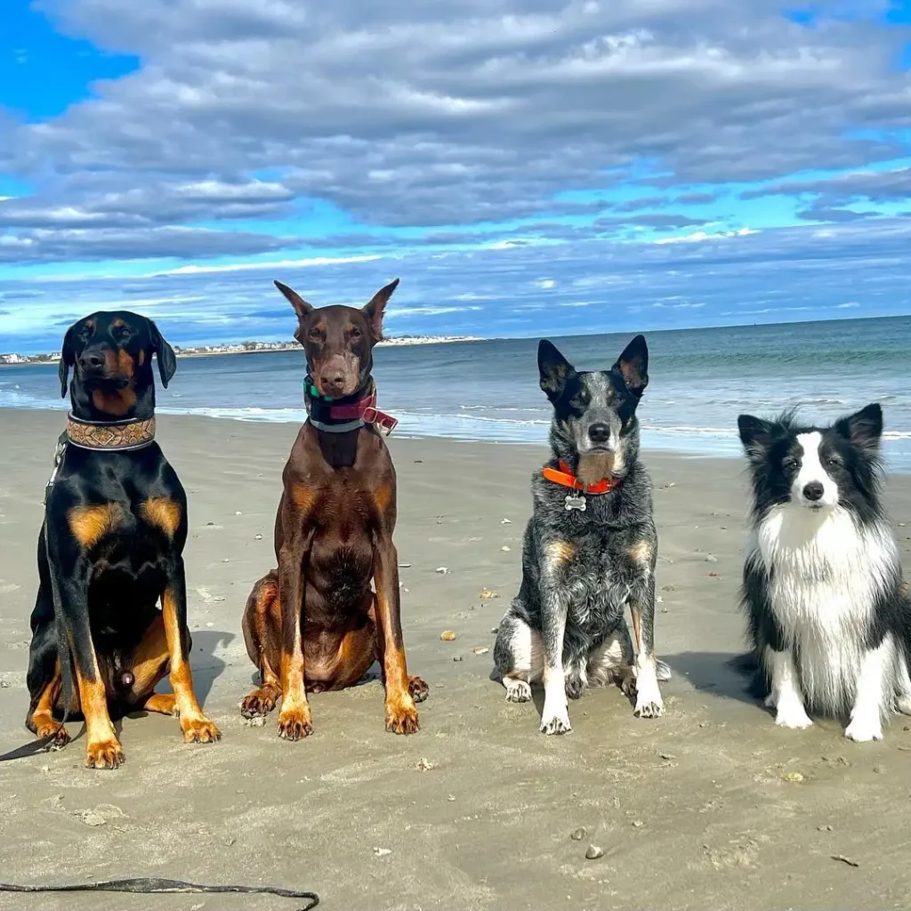 12 Free Things to Do in Hilton Head Island in 2024 4 Burkes Beach