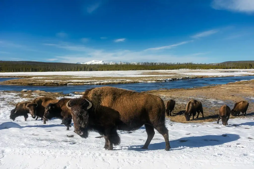 Best Time to Visit Yellowstone National Park to See Wildlife 4 A herd of bison grazes on a snow-covered field near a flowing river under a clear blue sky in Yellowstone National Park. Snow-capped mountains and forested areas are visible in the background, creating a serene winter landscape.