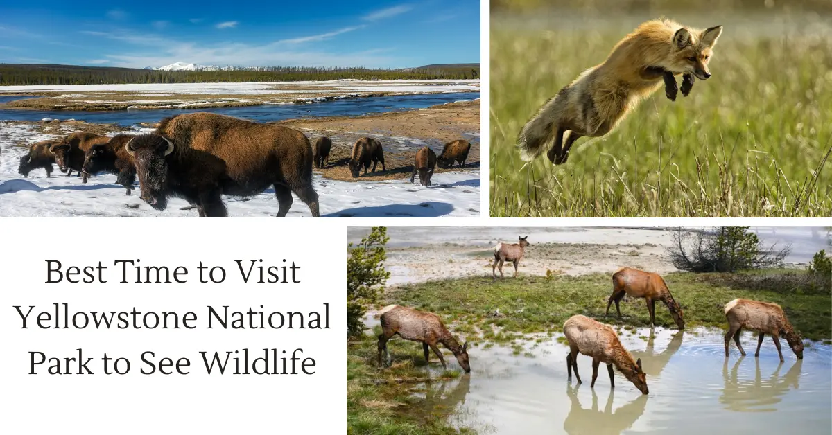 Best Time to Visit Yellowstone National Park to See Wildlife