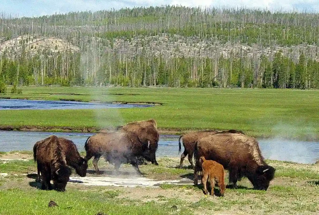 Best Time to Visit Yellowstone National Park to See Wildlife 9 A group of bison, including some calves, roam and graze near a river in a grassy landscape at Yellowstone National Park. Steam from a geothermal feature rises behind them, while in the background, there is a forested hillside.