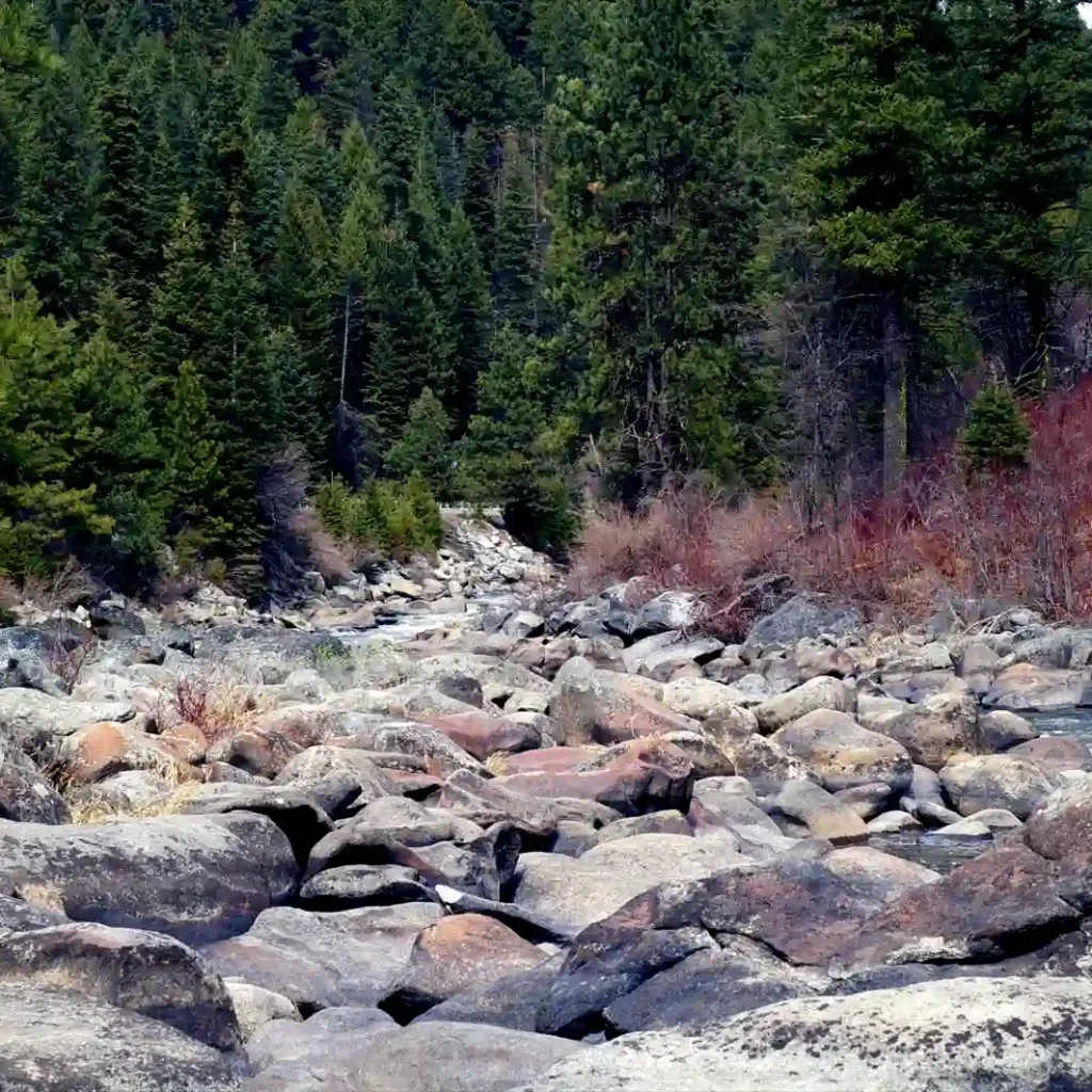 12+ Fun Things to Do in Boise for Adults (+Tips) 1 Boise National Forest