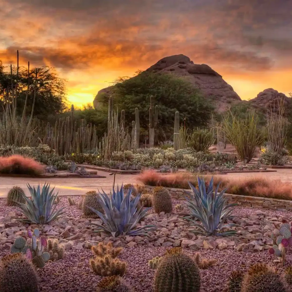 12 Free Things to Do in Phoenix with Family 11 Desert Botanical Garden