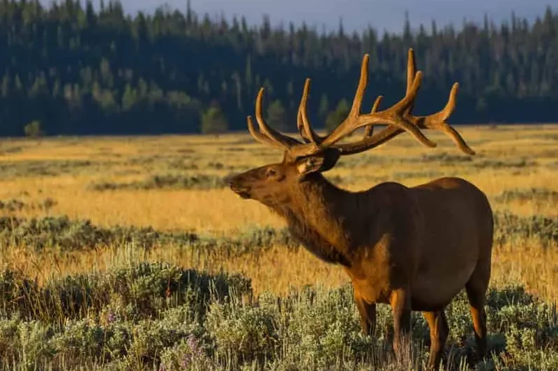 Best Time to Visit Yellowstone National Park to See Wildlife 10 A large elk with impressive antlers stands in a sunlit grassy field in front of a forested area at Yellowstone National Park. The sun casts a golden hue on the landscape.