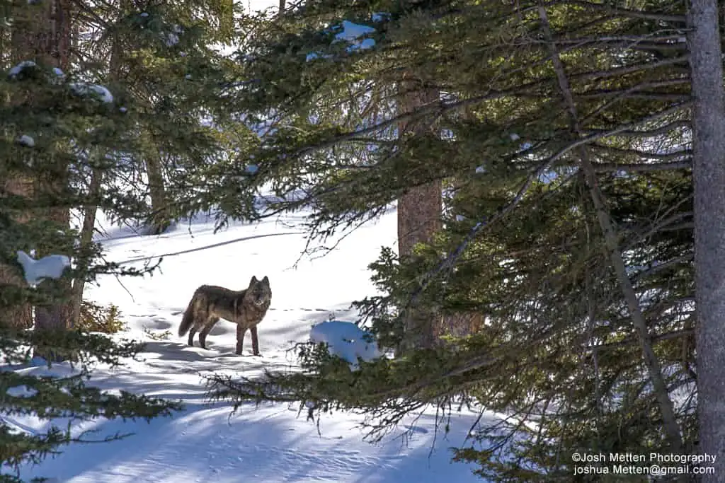 Best Time to Visit Yellowstone National Park to See Wildlife 13 A lone wolf stands in a snowy forest, surrounded by tall pine trees in Yellowstone National Park. Sunlight filters through the branches, casting shadows on the snow. The alert wolf gazes into the distance.