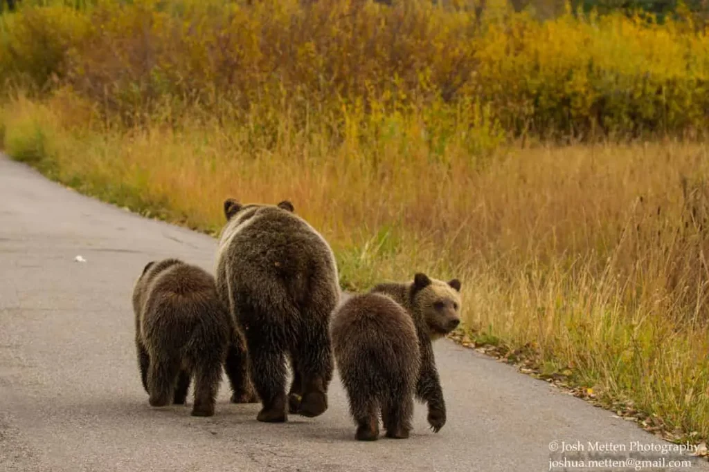 Best Time to Visit Yellowstone National Park to See Wildlife 11 A mother bear and her two cubs walk away on a paved country road surrounded by tall grasses and shrubs in Yellowstone National Park. The cubs, close to their mother, seem curious about their surroundings. The sky is overcast, adding a serene atmosphere to the scene. Photo credit: Josh Metten.