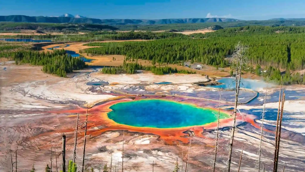 Best Time to Visit Yellowstone National Park to See Wildlife 1 A vibrant aerial view of the Grand Prismatic Spring in Yellowstone National Park. The spring's center is a deep blue, surrounded by rings of green, yellow, and red. Forests and mountains form the backdrop, with a clear blue sky above.