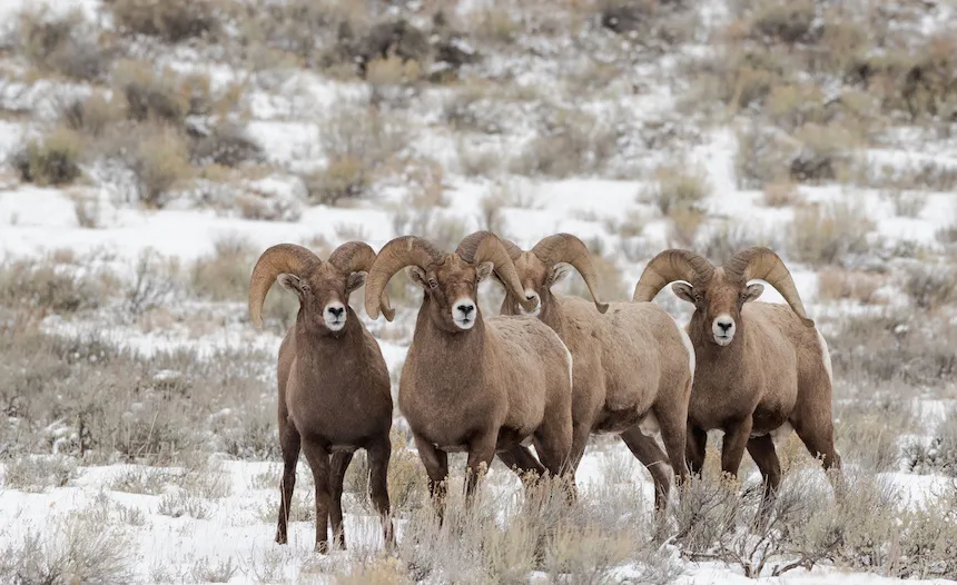 Best Time to Visit Yellowstone National Park to See Wildlife 12 A group of bighorn sheep stands closely together in a snowy landscape within Yellowstone National Park. The animals have large, curved horns and are surrounded by sparse vegetation and dry grass. The background consists of a mix of snow-covered ground and small bushes.
