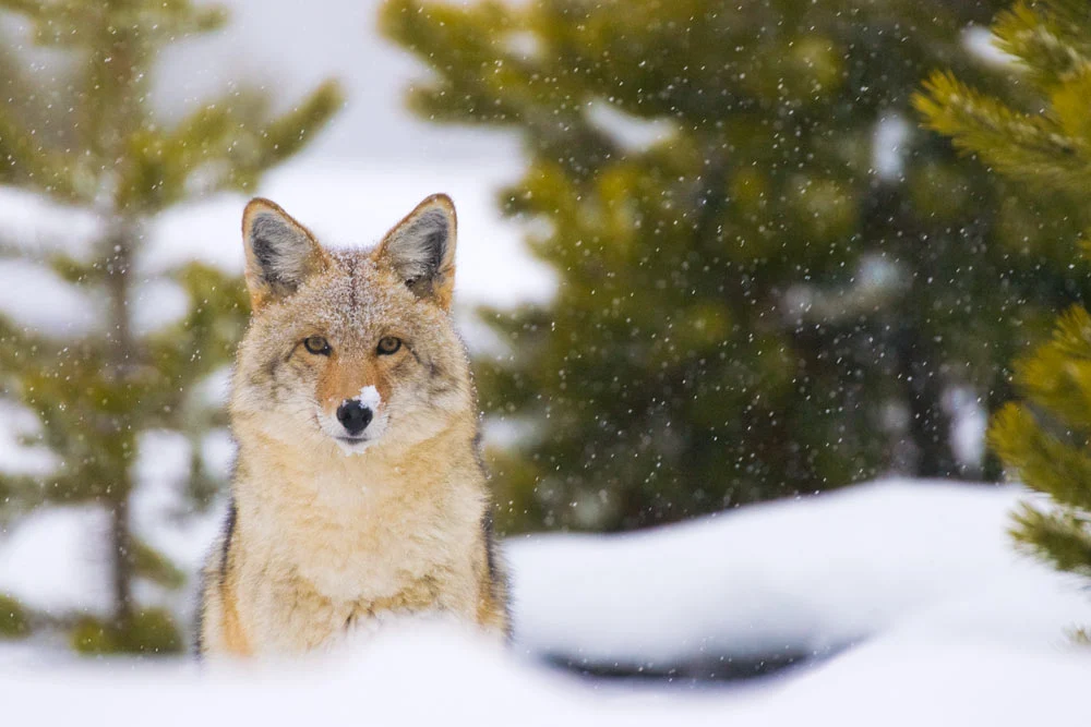 Best Time to Visit Yellowstone National Park to See Wildlife 3 A coyote with a thick winter coat stands in a snowy landscape at Yellowstone National Park, surrounded by evergreen trees. Snowflakes gently fall around it, highlighting the tranquil winter scene. The coyote gazes directly at the camera, its ears perked and alert to its surroundings.