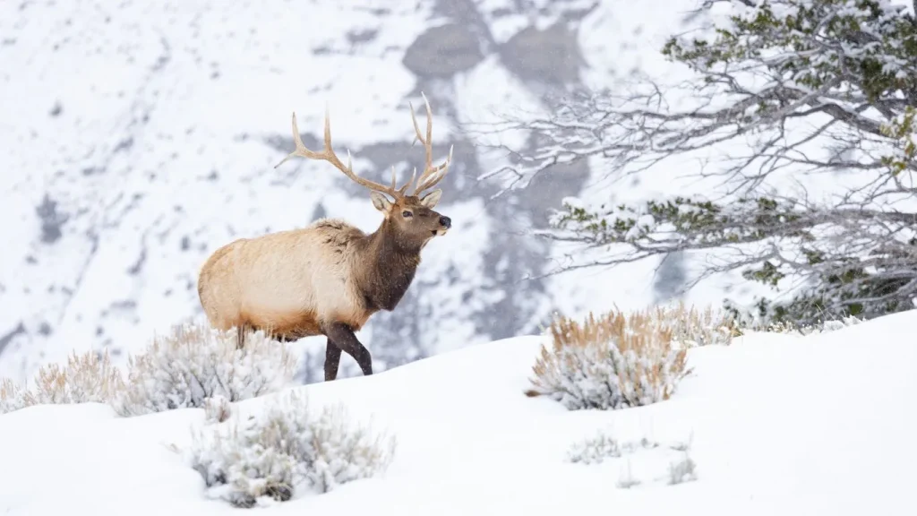 Best Time to Visit Yellowstone National Park to See Wildlife 2 A lone elk with large antlers stands on a snowy slope in Yellowstone National Park. Dry shrubs protrude from the snow, and a bare tree extends branches on the right. The background shows a snow-covered landscape with scattered darker patches, suggesting mountains or rocky terrain.