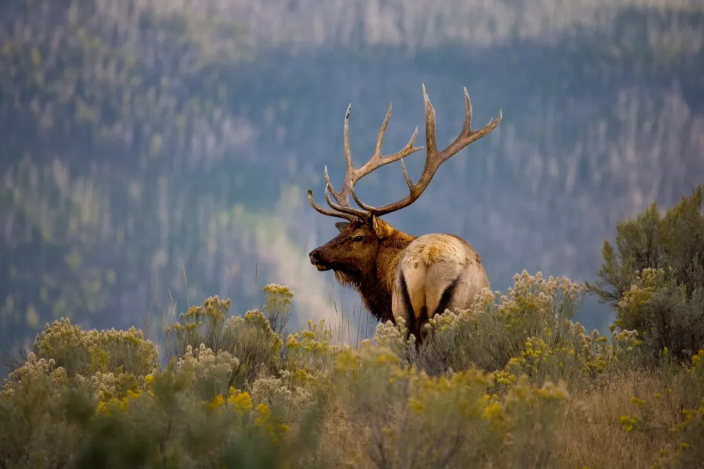 Best Time to Visit Yellowstone National Park to See Wildlife 8 A majestic elk with large antlers stands amidst tall grasses and shrubs. In the background, a blurred mountainous landscape of Yellowstone National Park creates a serene and natural setting. The elk appears calm and is gazing to the side.