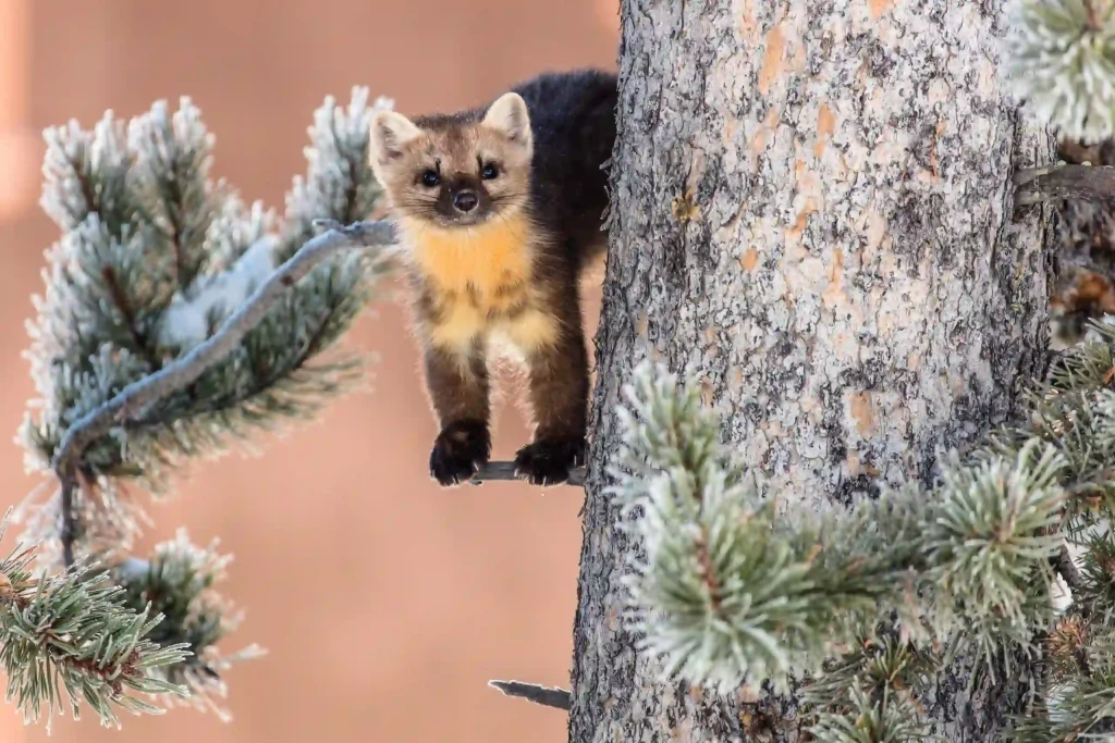 Best Time to Visit Yellowstone National Park to See Wildlife 6 A small, furry pine marten clings to the side of a tree trunk in Yellowstone National Park, with its front paws gripping a frost-covered branch. The background is a blurred mix of brown and green, highlighting the marten's alert expression and bushy tail.