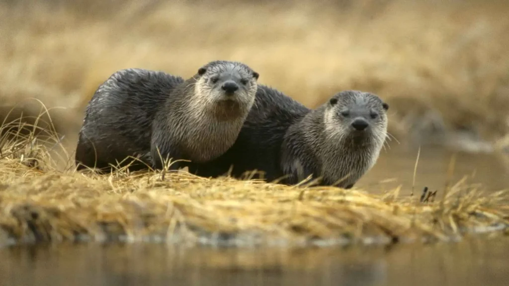 Best Time to Visit Yellowstone National Park to See Wildlife 5 Two otters stand closely together on a patch of dry grass by the water's edge. Their fur appears wet, and they look towards the camera, surrounded by a blurred background of similar brownish, grassy terrain in Yellowstone National Park.