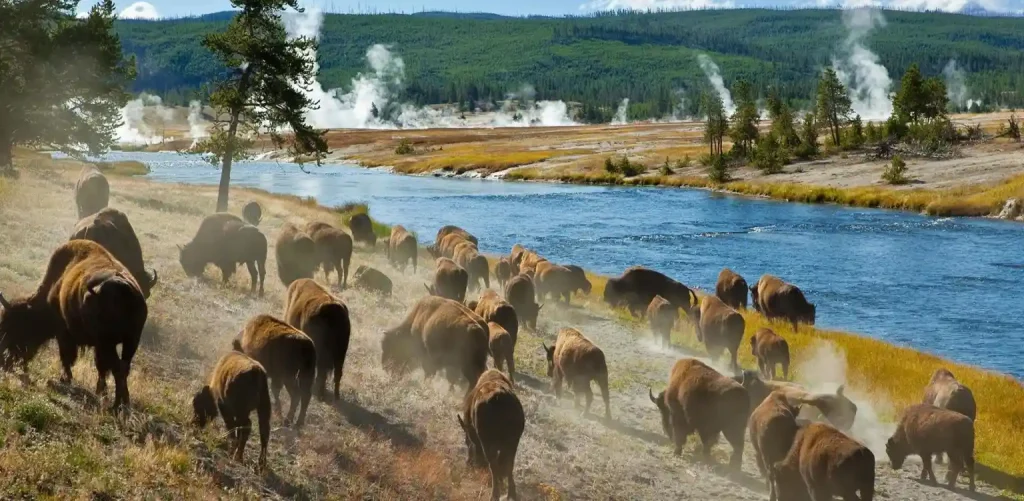 Best Time to Visit Yellowstone National Park to See Wildlife 7 A herd of bison walks along a riverbank with lush green trees and hills in the background. Steam rises from geysers and hot springs scattered across the landscape, creating a misty atmosphere. The scene captures the raw beauty and wildlife of Yellowstone National Park.