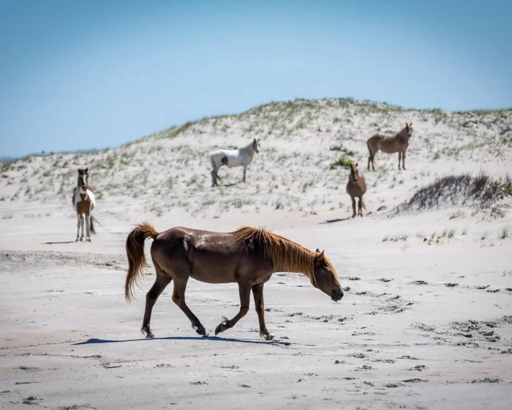 Assateague Island