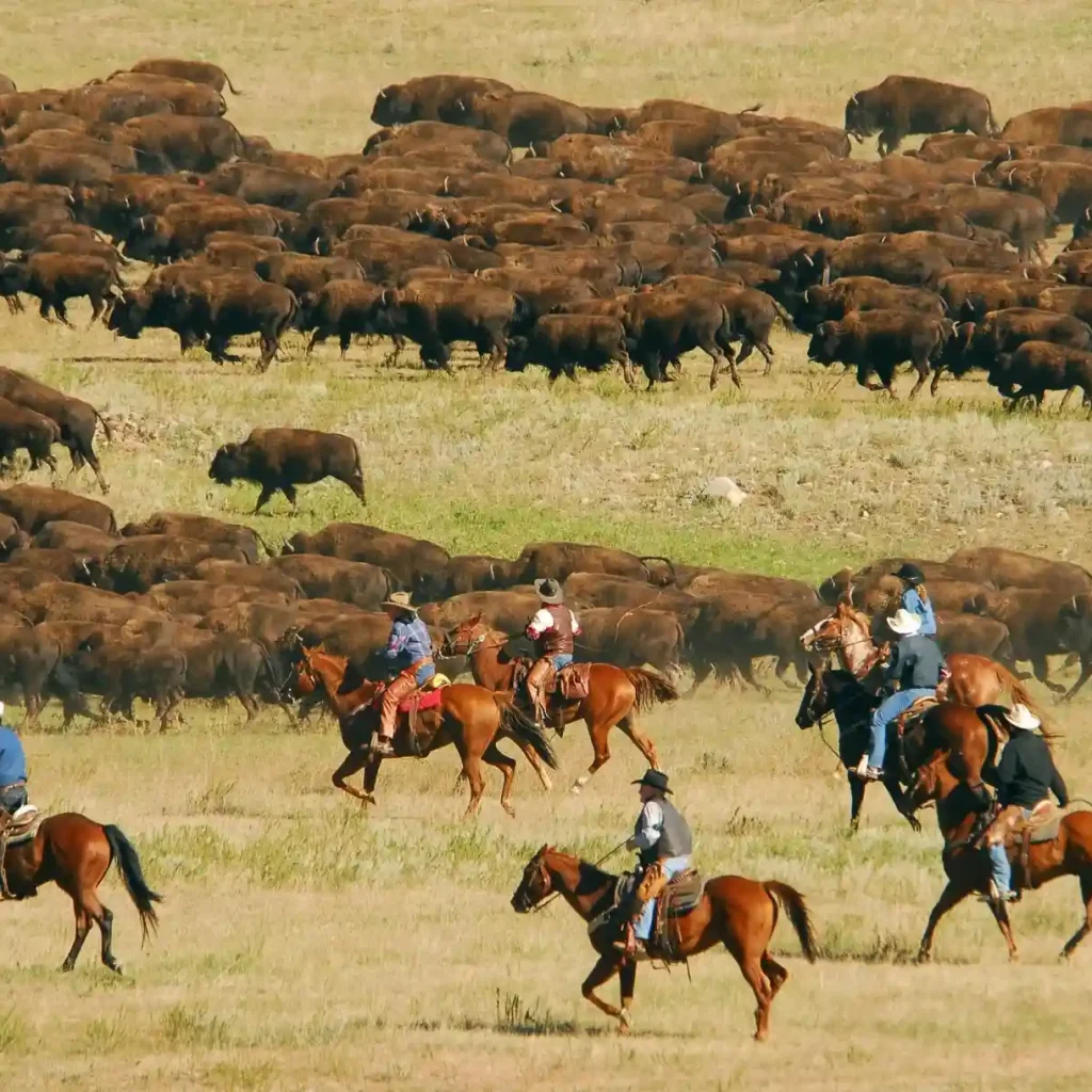 15+ Best Places to Take Pictures in South Dakota 12 Buffalo Roundup