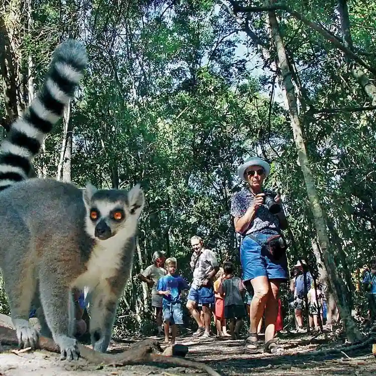 20 Bucket-List Worthy Exotic Travel Destinations to Visit Now 11 A lemur with a long striped tail stands close to the camera, with several people walking on a forest path in the background. The dense forest foliage of Madagascar surrounds them, and the observers appear captivated by the lemur, some taking pictures.