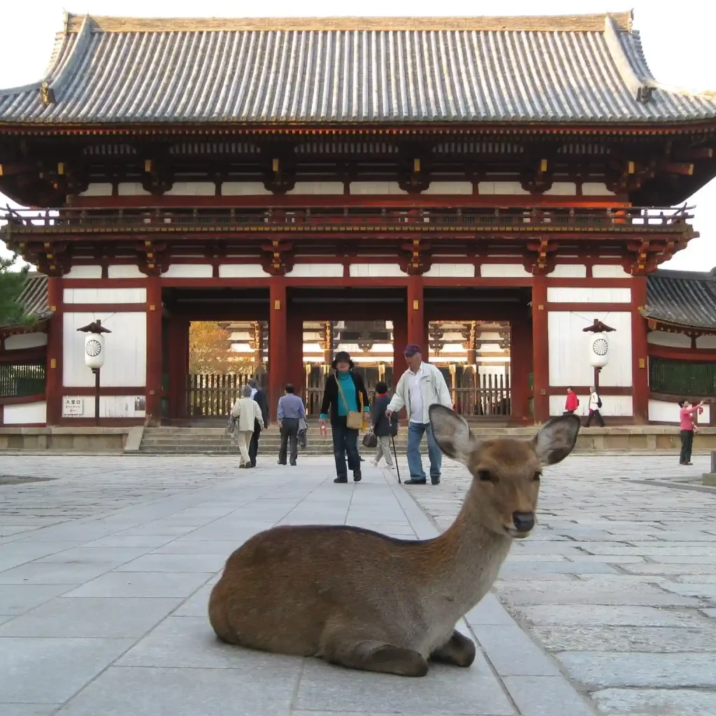 Japan Itinerary 10 Days for Beginners - An In-Depth Guide 19 Nara