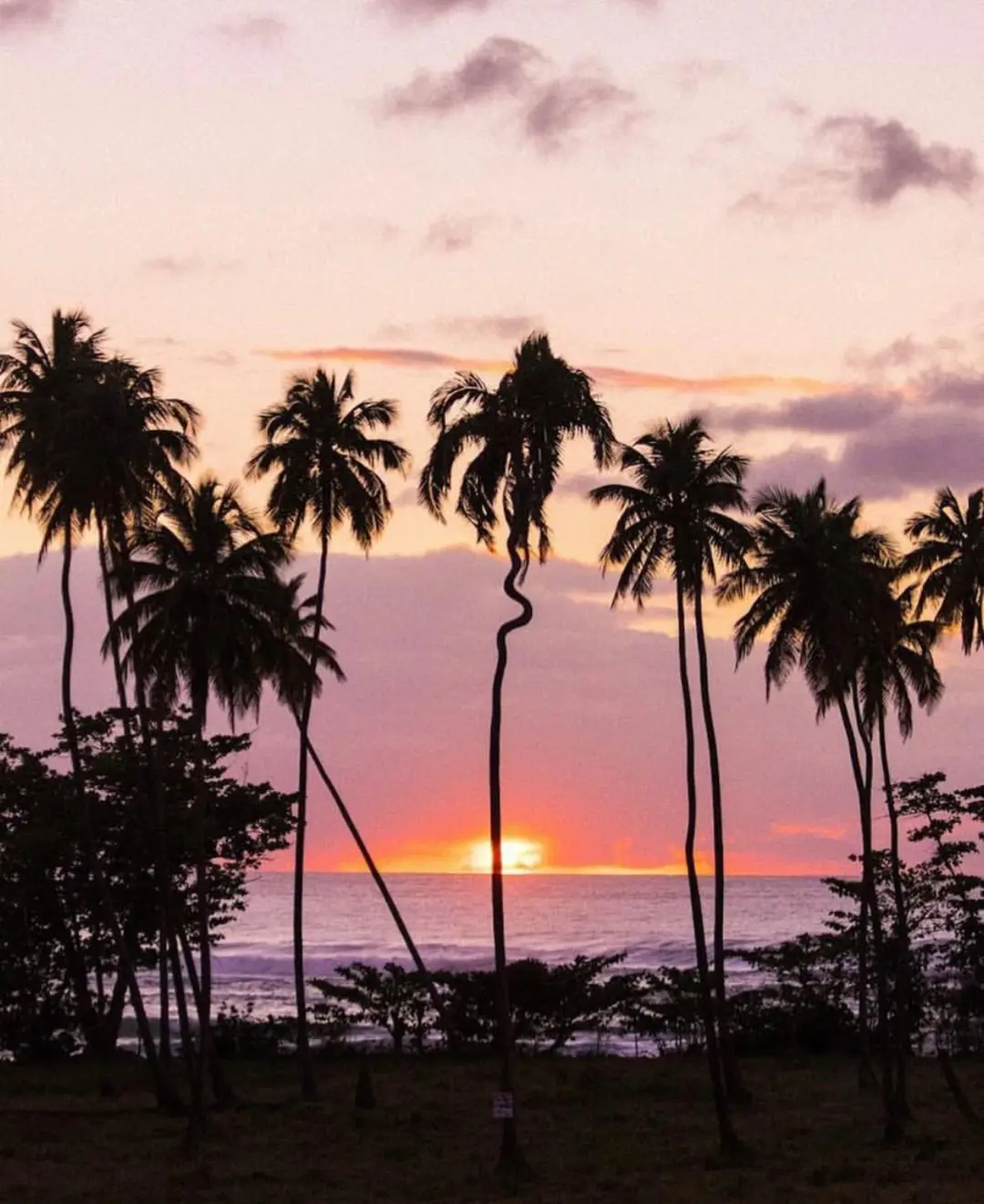20 Bucket-List Worthy Exotic Travel Destinations to Visit Now 9 A tropical beach in Puerto Rico at sunset with the sun partially visible on the horizon. Silhouetted palm trees are scattered along the shore, with a uniquely twisted palm tree in the center of the scene. The sky is a mix of pink, purple, and orange hues with scattered clouds.