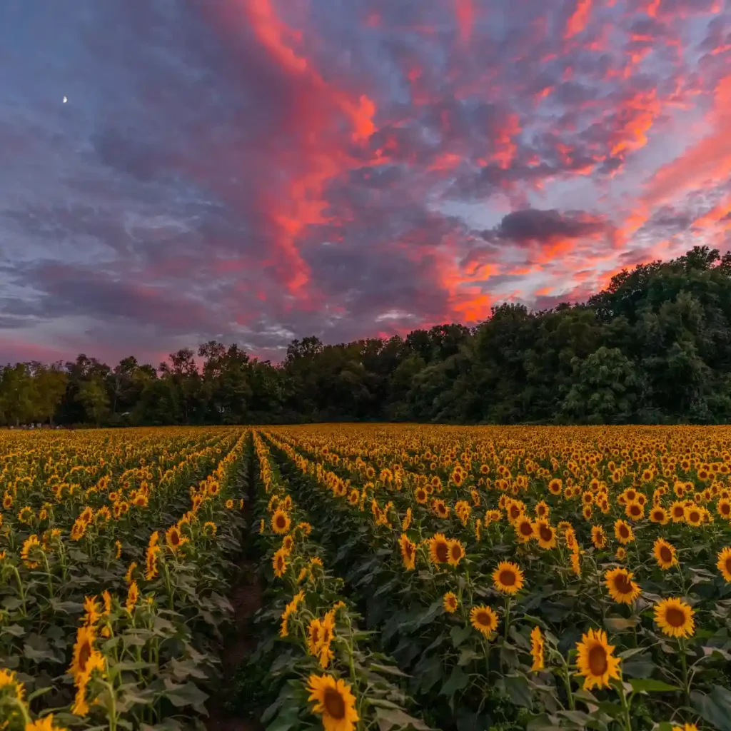 15+ Best Places to Take Pictures in South Dakota 8 Sunflower Fields