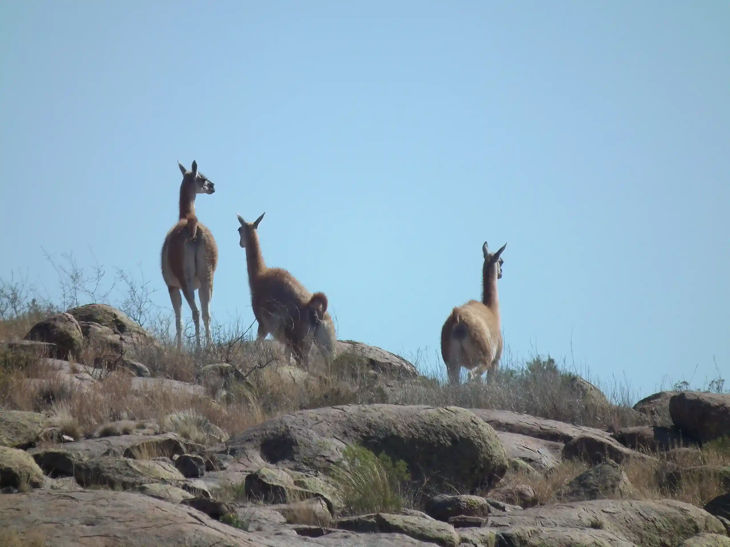 What Do Tourists Do in Las Pampas Argentina? Activities & Tips 1 Lihue Calel National Park