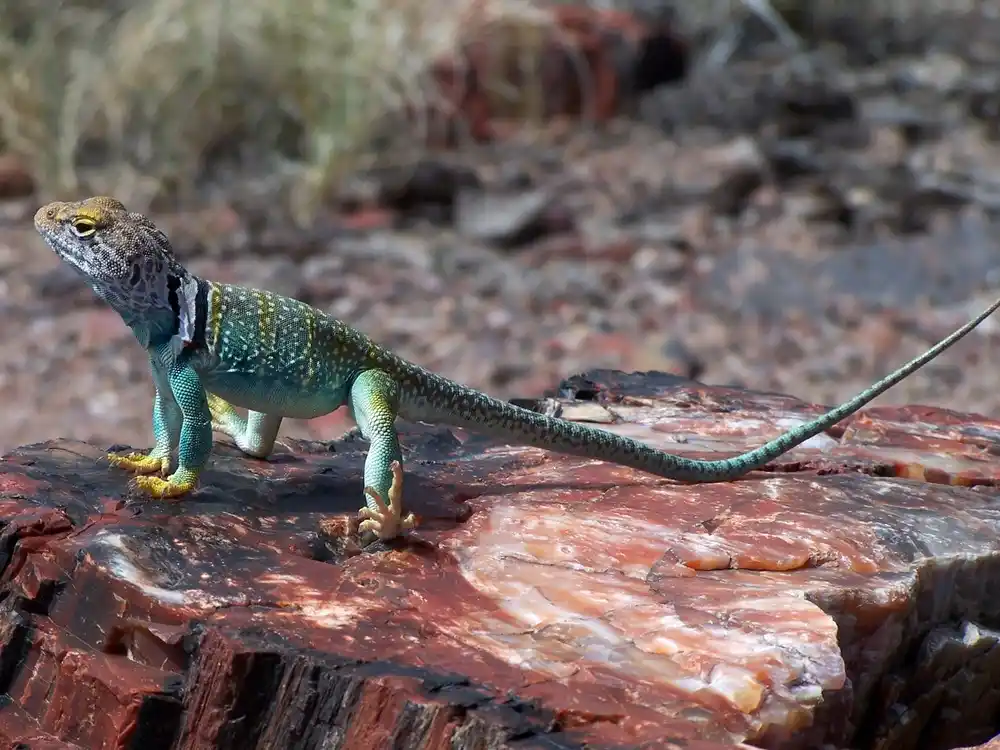 Moonscape Overlook Utah: Must-Read Detailed Itinerary Guide 6 Wildlife and Nature Photography 2