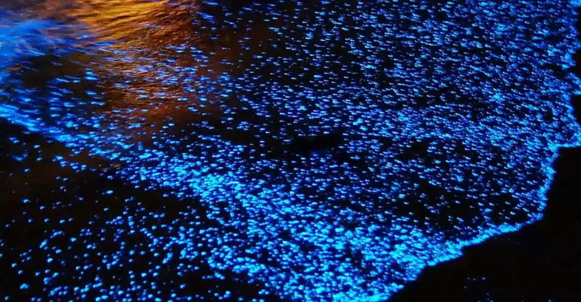 Bioluminescent Night Tour