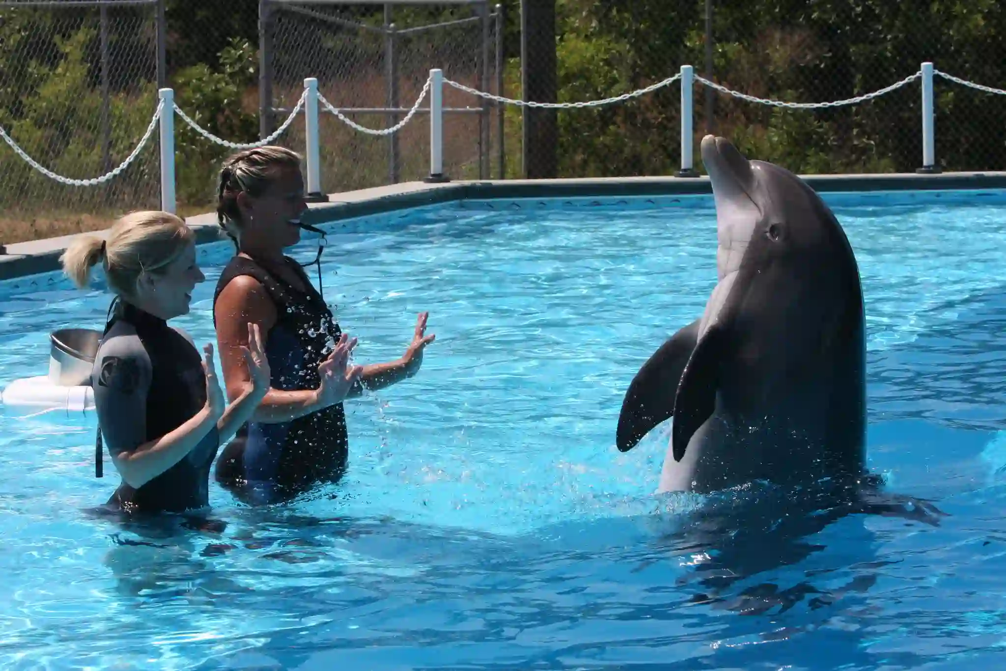 Institute for Marine Mammal Studies