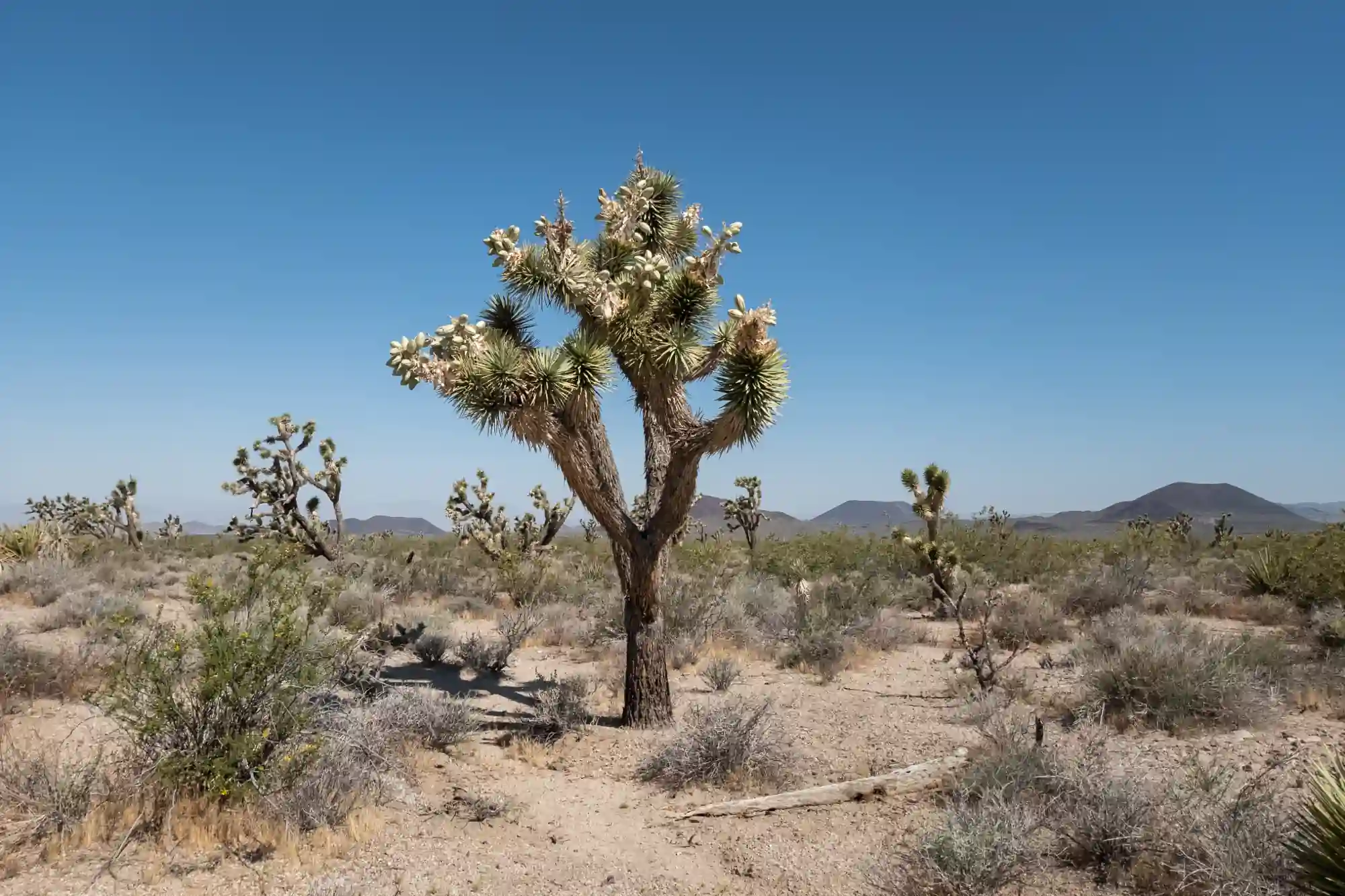 Mojave National Preserve