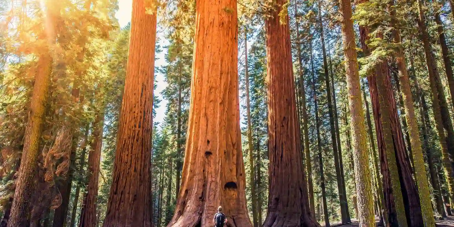 Sequoia National Park