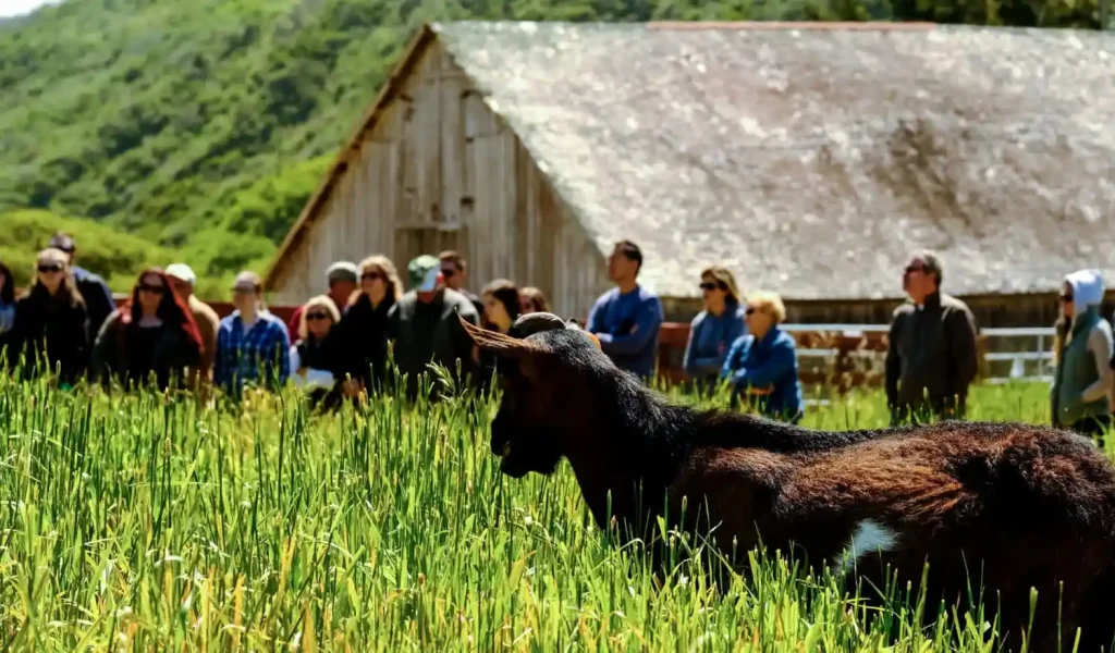 Moroccan Farm Visits and Animal Encounters