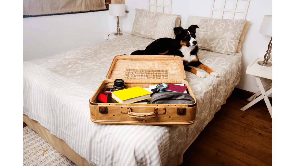 Packing Essentials for Your Dog