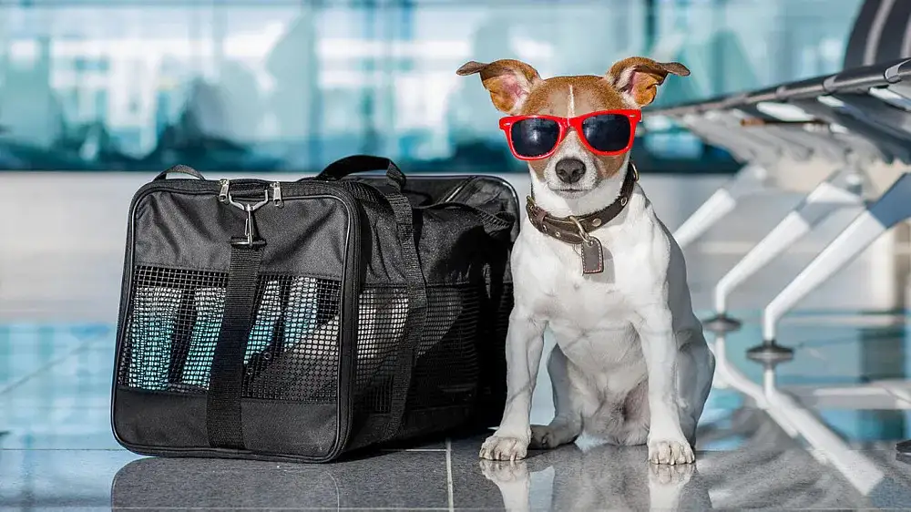 Pet Parents The Ultimate Dog Travel Checklist