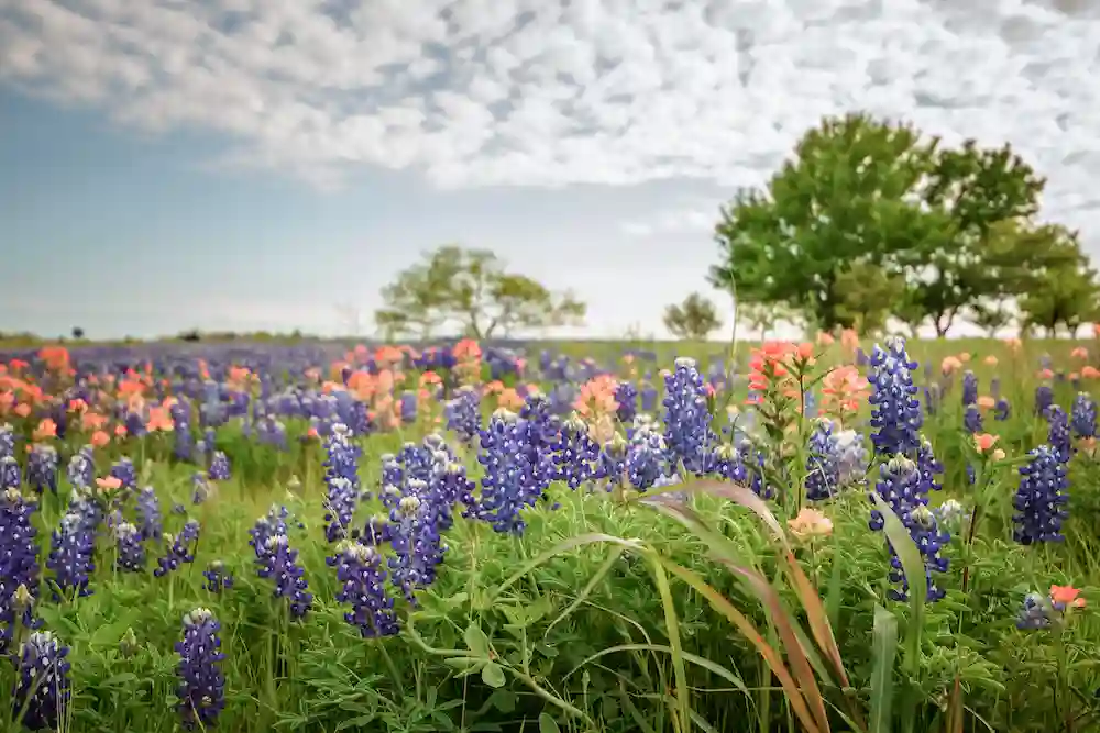 South Texas plains
