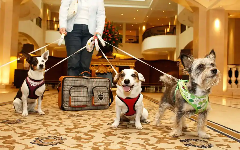 pet friendly hotels 1