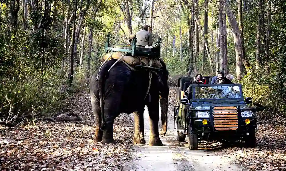 How Much Is Elephant Safari in Kanha National Park
