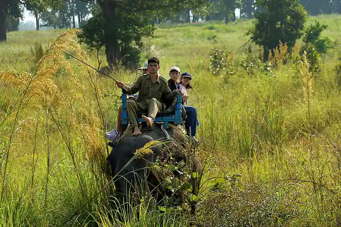 Where and When Are Elephant Safaris Available in Kanha