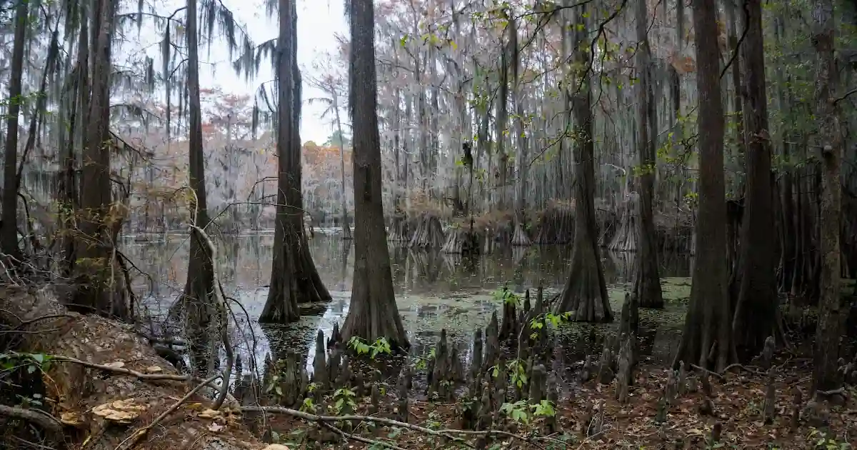 Caddo Lake East