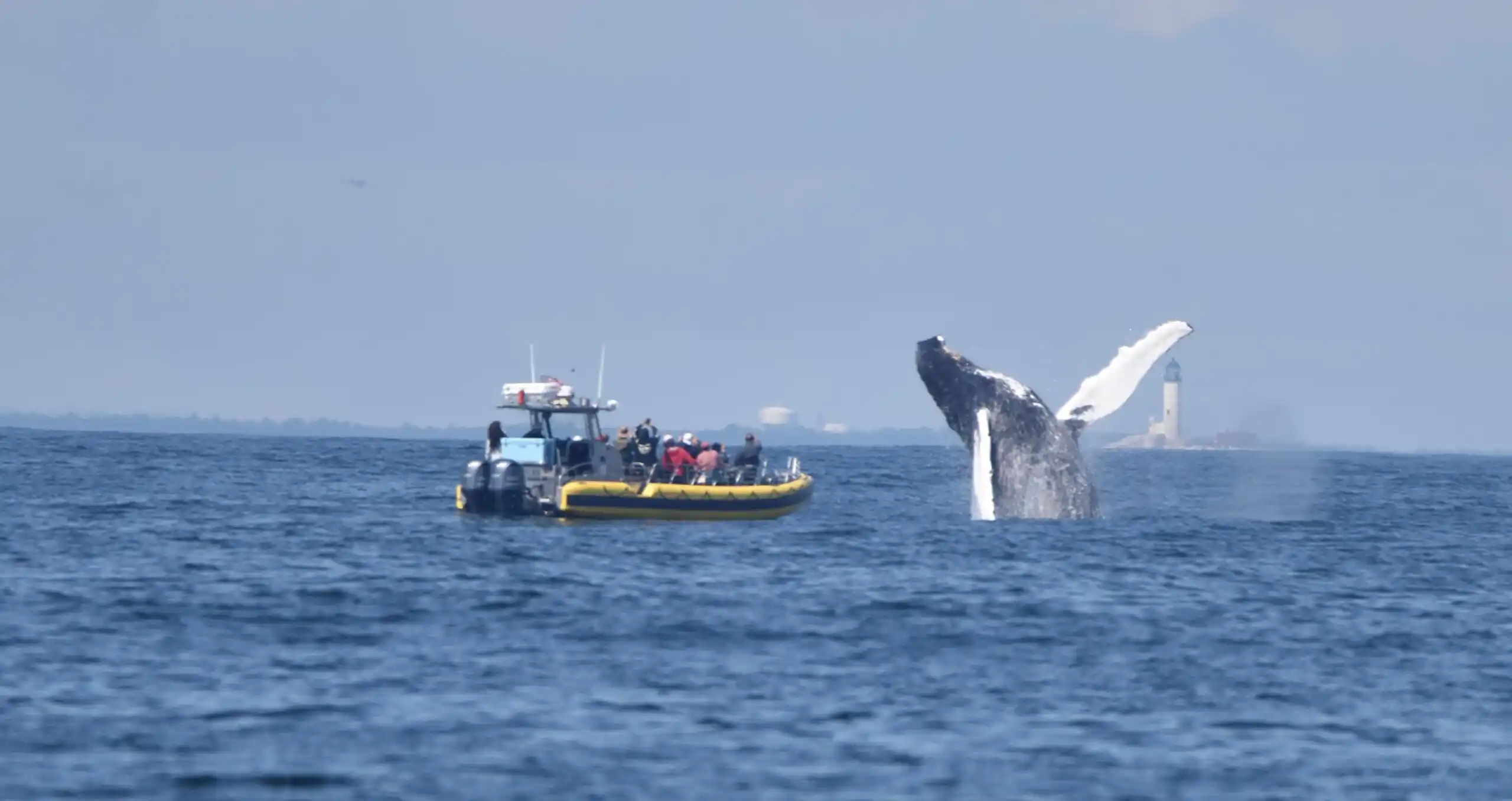 Take a Whale Watching Cruise in Kennebunkports