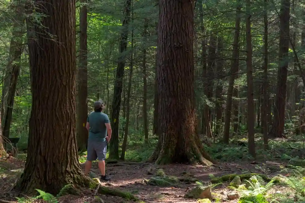 Hiking the Hemlock Cliffs Trail